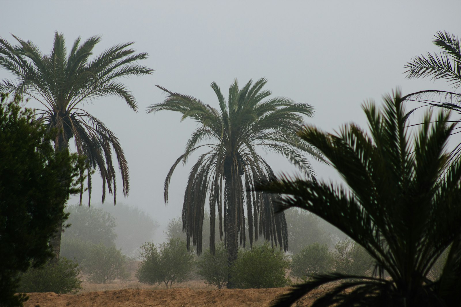 Palm trees in the Gabès oasis, Tunisia's only coastal palm grove