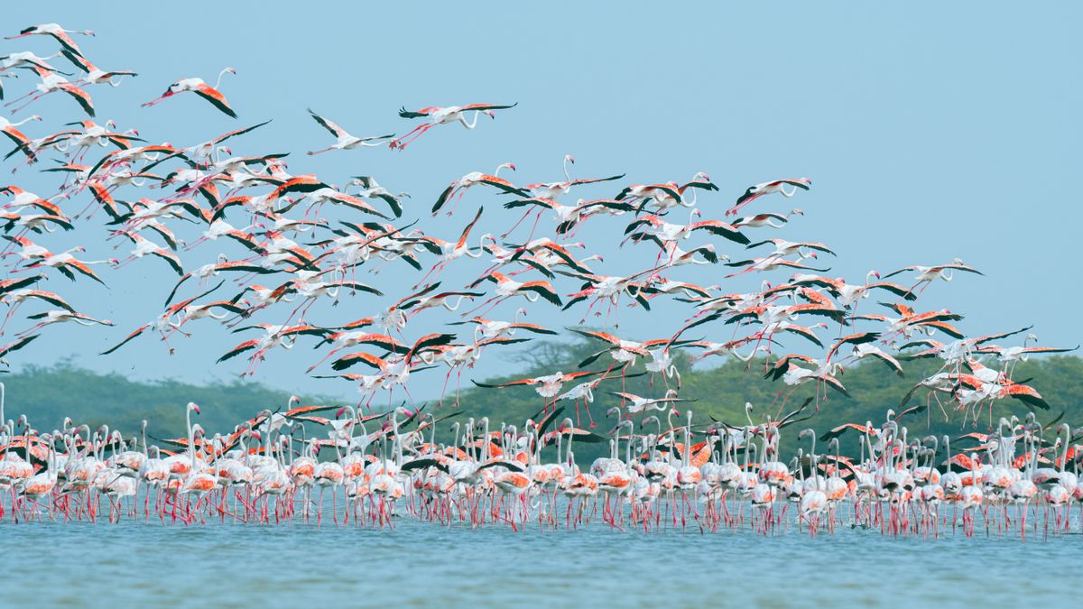 Pink flamingos and migratory birds at Ichkeul National Park, UNESCO wetland, Tunisia