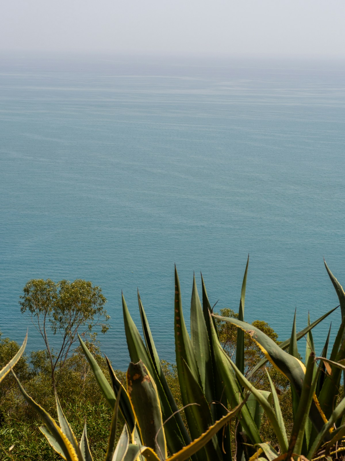 Agave plants on a cliff overlooking the calm turquoise Mediterranean sea in Tunisia