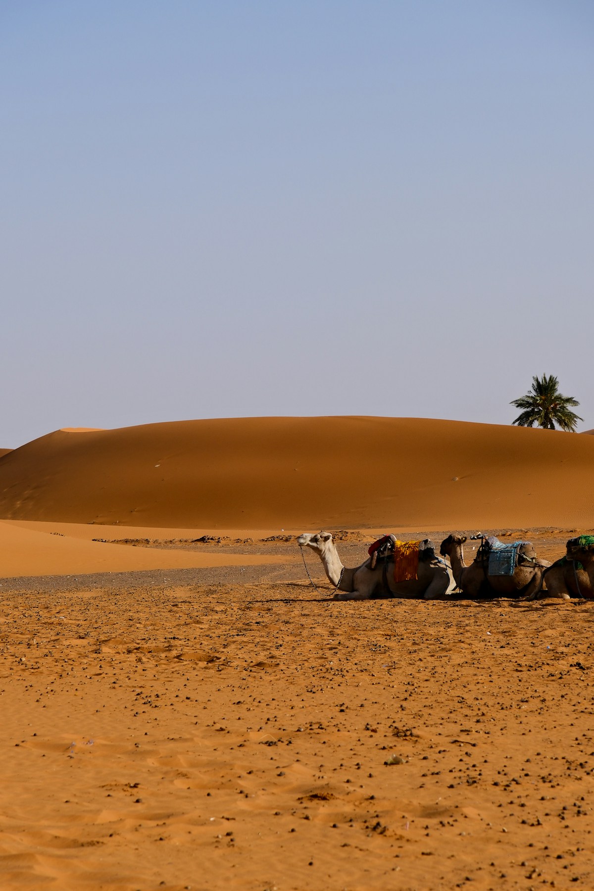 A 7 day itinerary through Tunisia from coast to desert