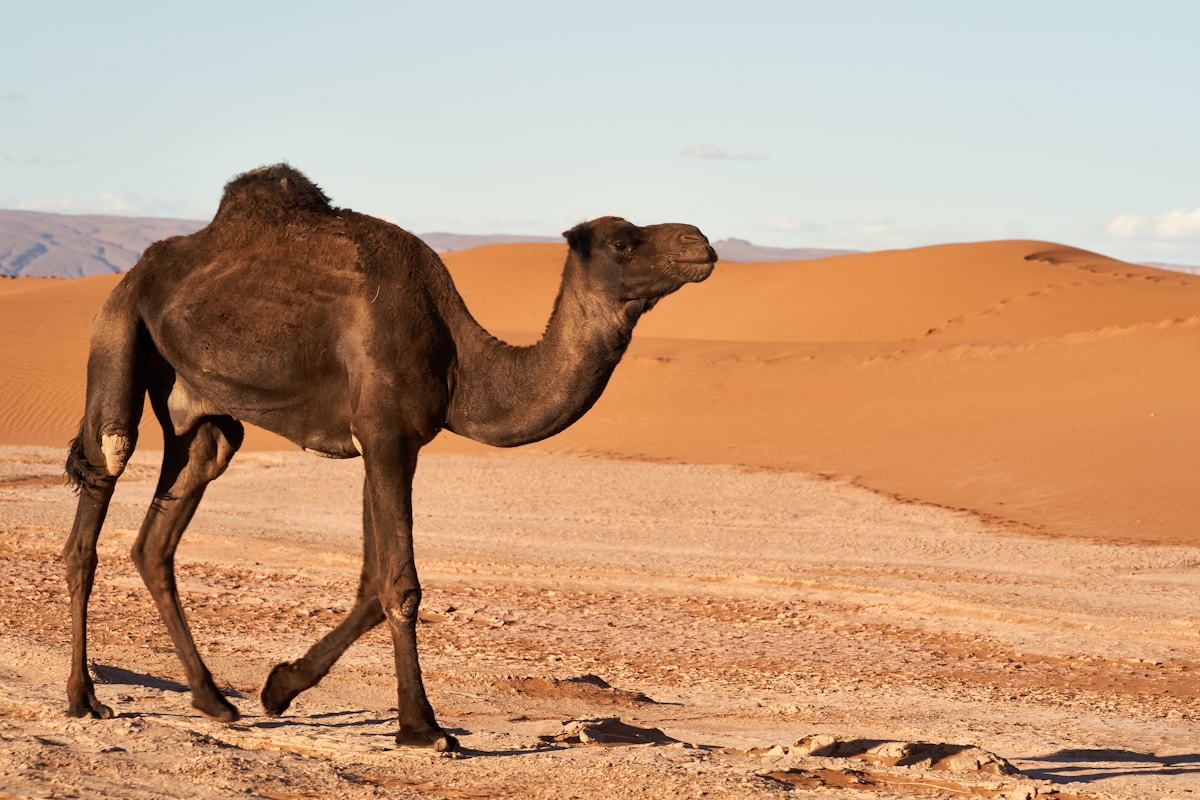 A desert hotel in Tozeur, southern Tunisia