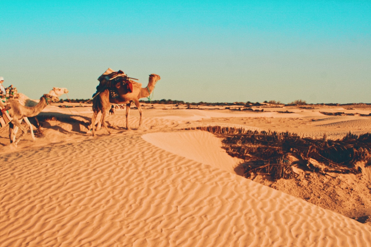A camel caravan crossing Sahara sand dunes near Tataouine in southern Tunisia