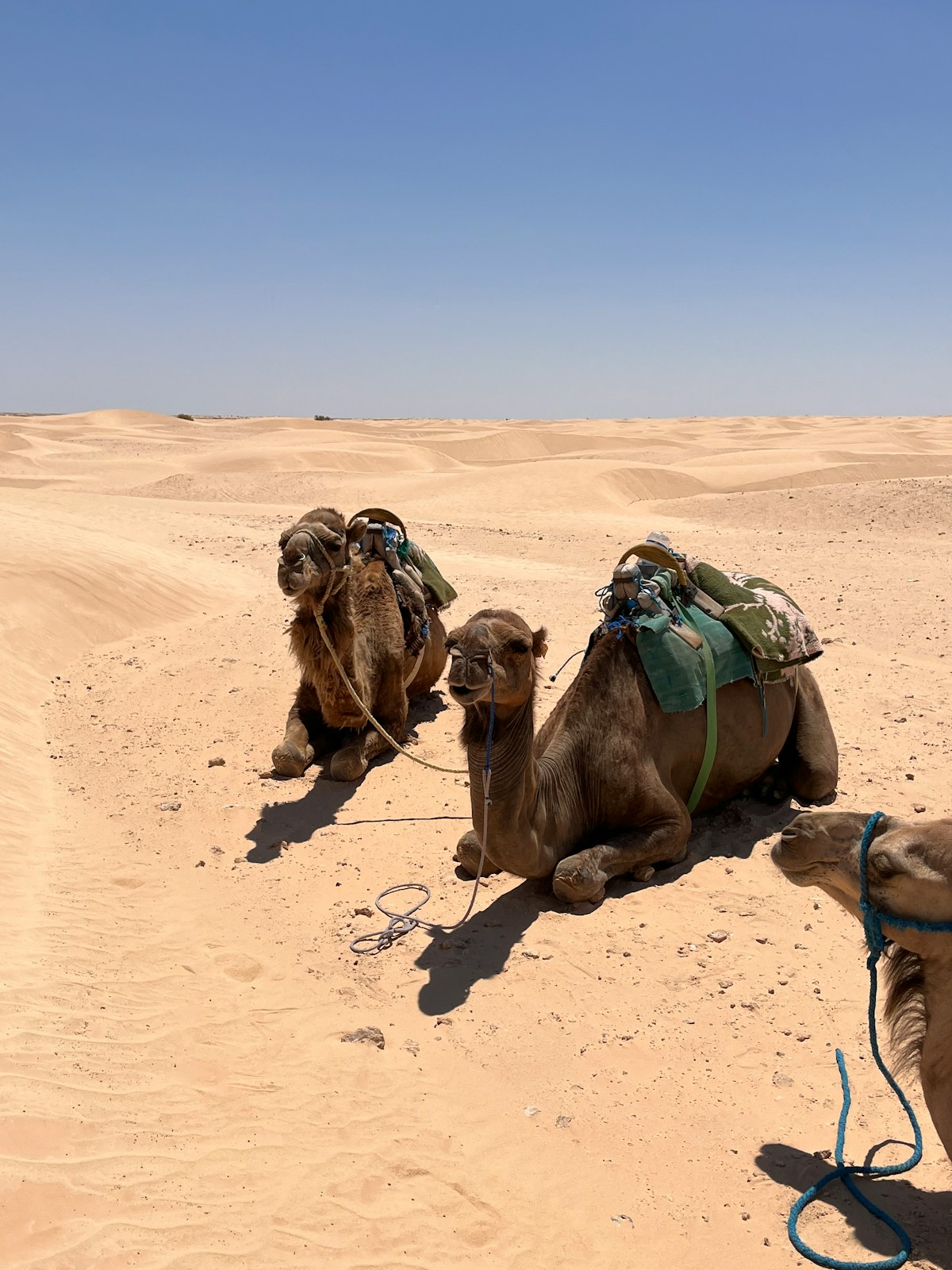 Camels resting in the Sahara desert near Douz, Tunisia