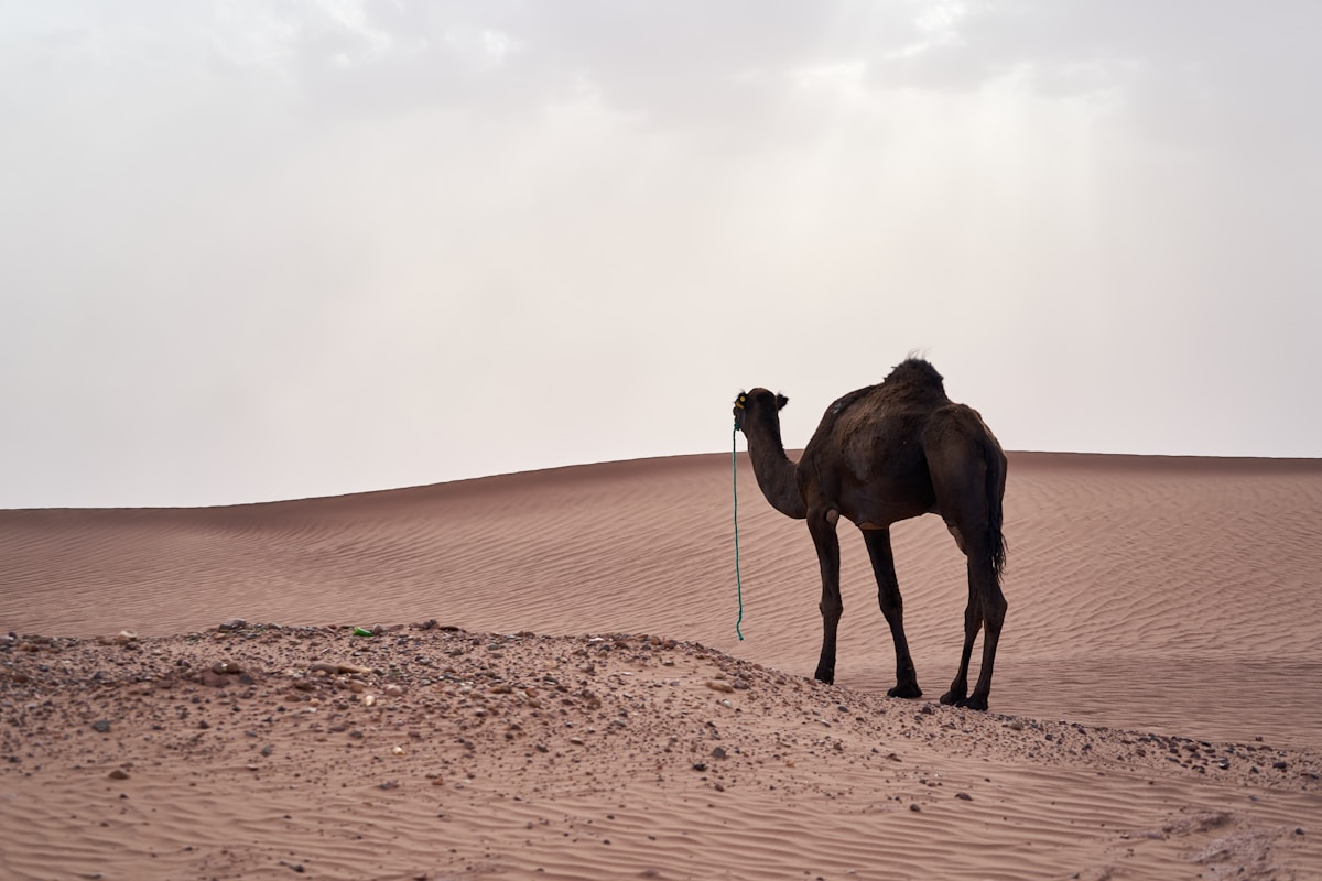 Camels resting at Sahara sand dunes in Tunisia in February